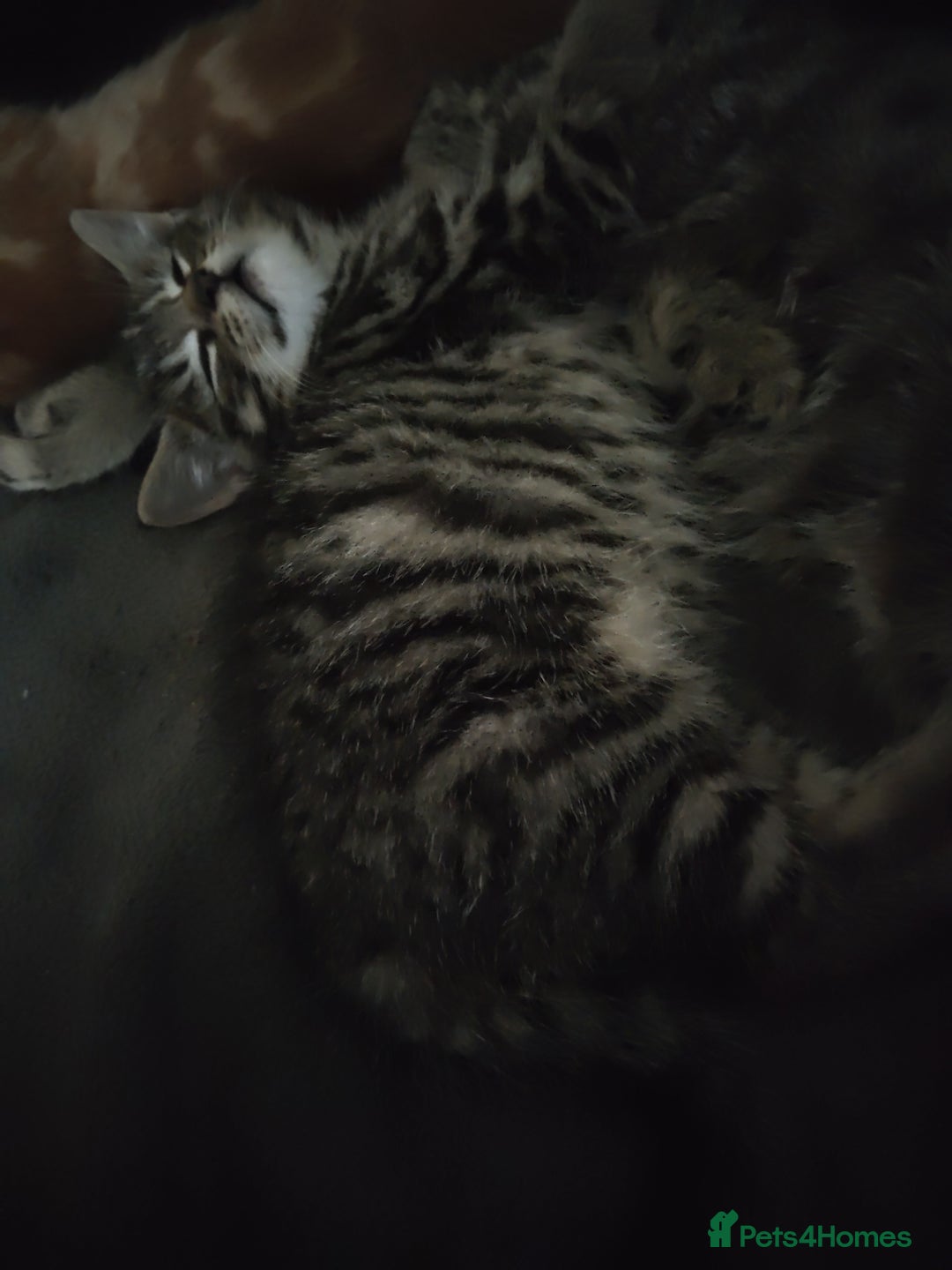 Mixed Breed cats for sale: Adorable playful kittens - Image 4