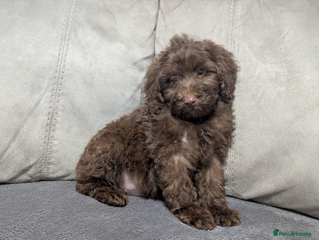 Cockapoo dogs for sale: 🐶 3 Left- Ready to Leave 🐶 - Advert 25