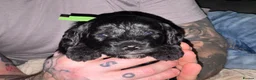 Bordoodle dogs for sale: F1b Miniature Bordoodle  - Advert 26