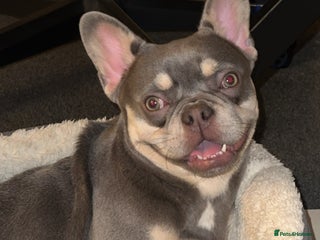 French Bulldog dogs - Advert 34