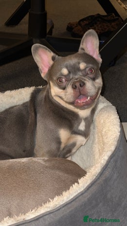 French Bulldog dogs - Advert 12