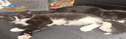Mixed Breed cats for sale: Adorable kittens rehome ASAP - Advert 3