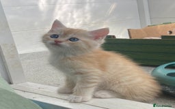 Persian cats for sale: Silver and Cream chinchilla kittens - Image 16