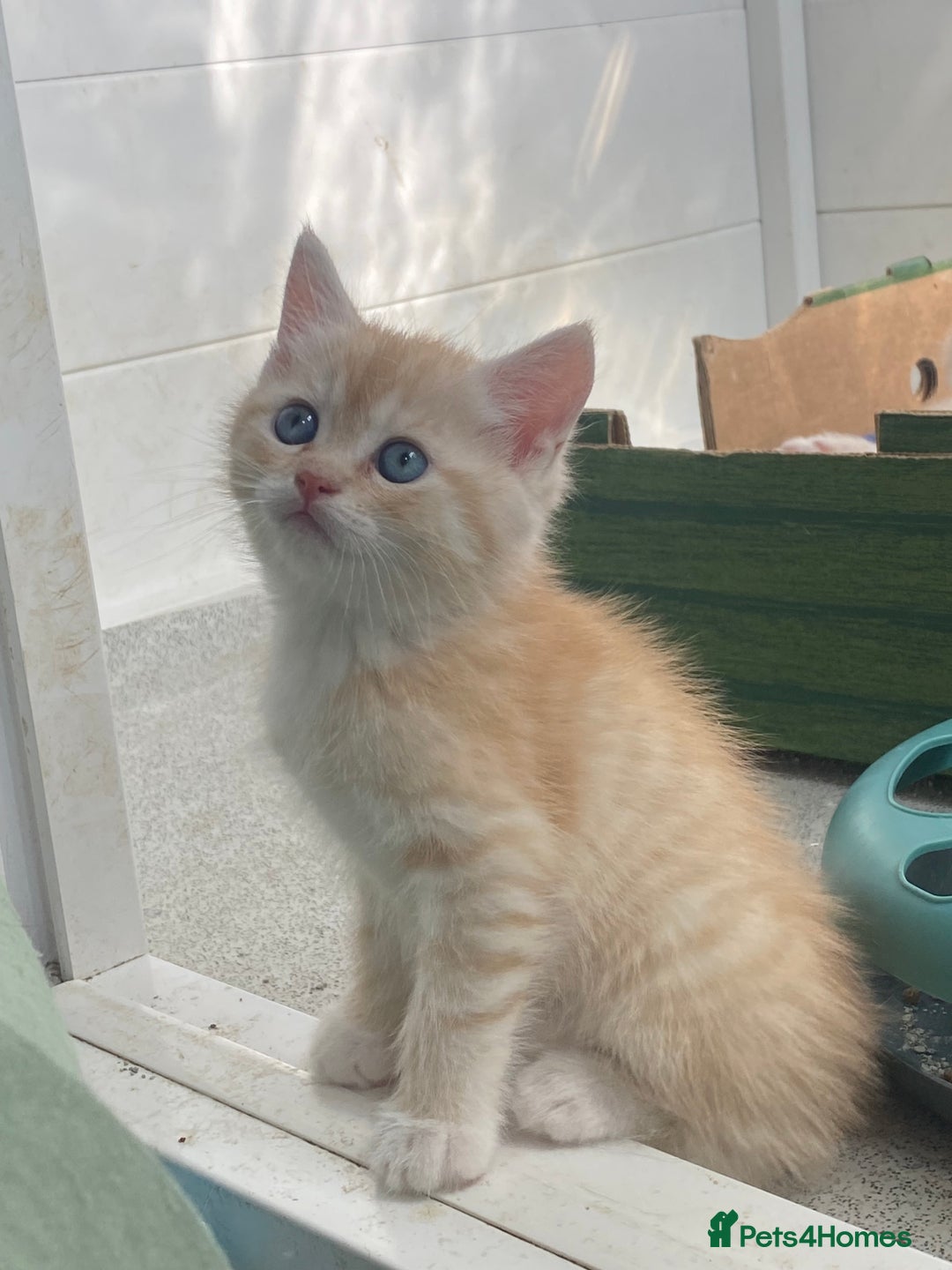 Persian cats for sale: Silver and Cream chinchilla kittens - Image 16