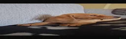 Labrador Retriever dogs for sale: Last Fox Red KC REG Labrador Girl Available £800 - Advert 4