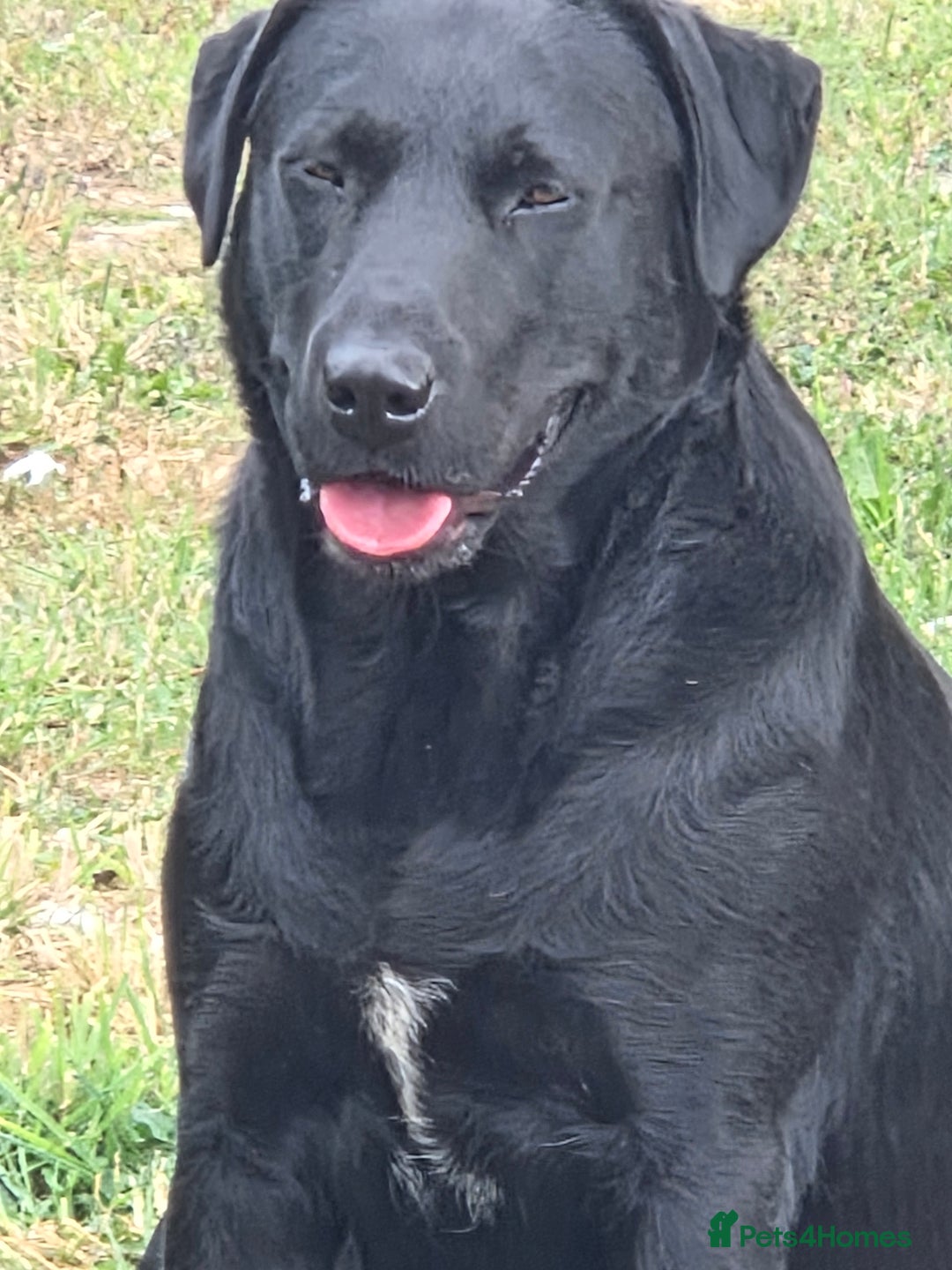 Labrador Retriever dogs for sale: Kc registered Labrador puppies  - Image 15