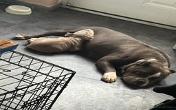 American Bully dogs for sale: American pocket bully  - Image 7