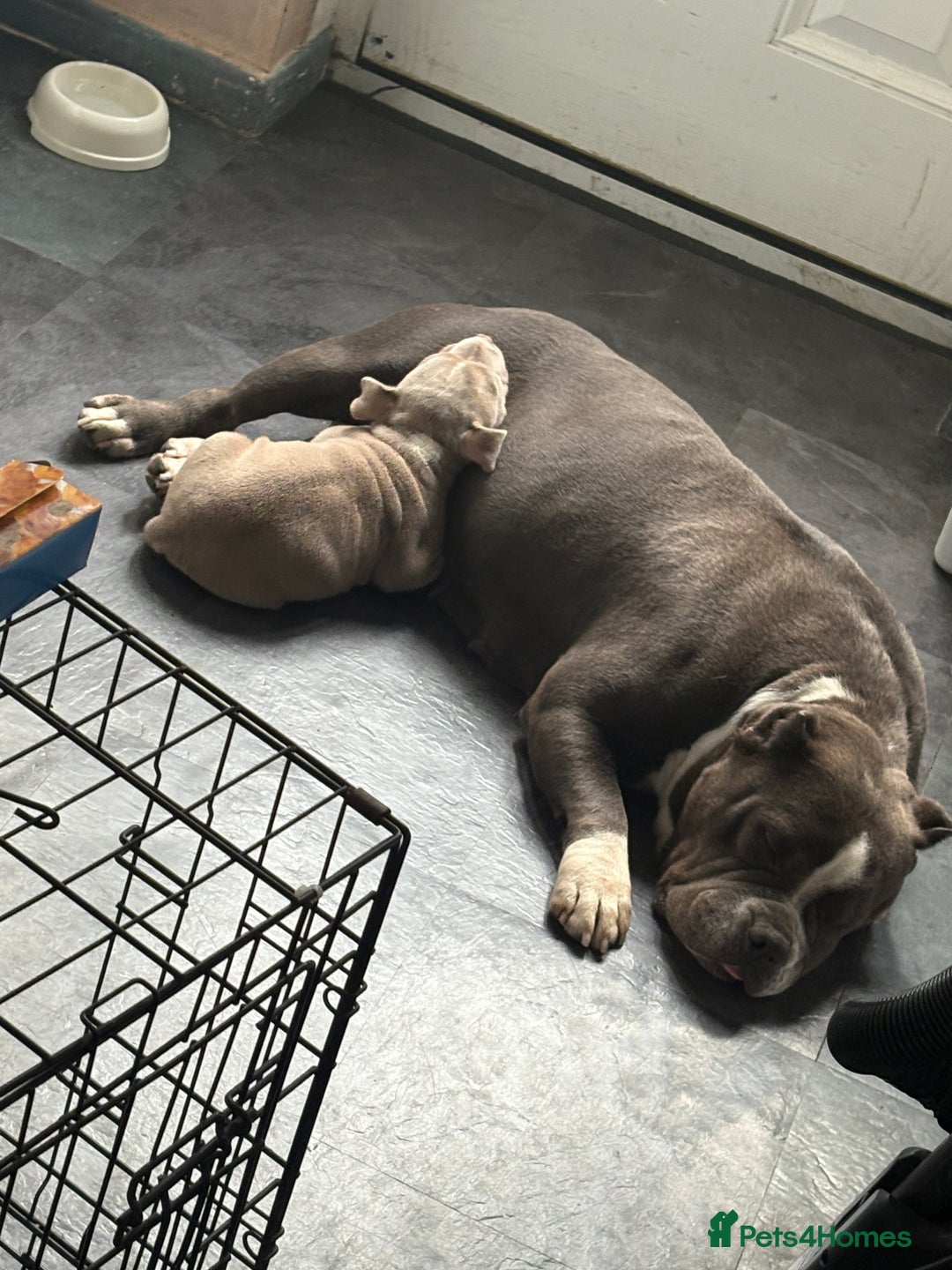American Bully dogs for sale: American pocket bully  - Image 7