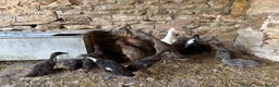 Ducks poultry for sale: Pure running ducklings - Advert 1