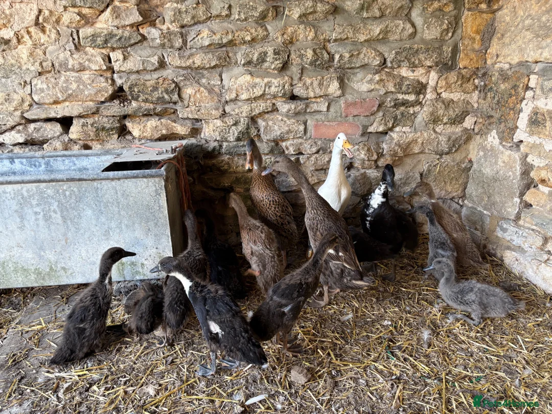 Ducks poultry for sale: Pure running ducklings - Advert 1
