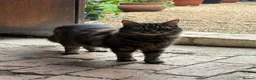 Mixed Breed cats for sale: Beautiful Tabby kittens for sale - Advert 2