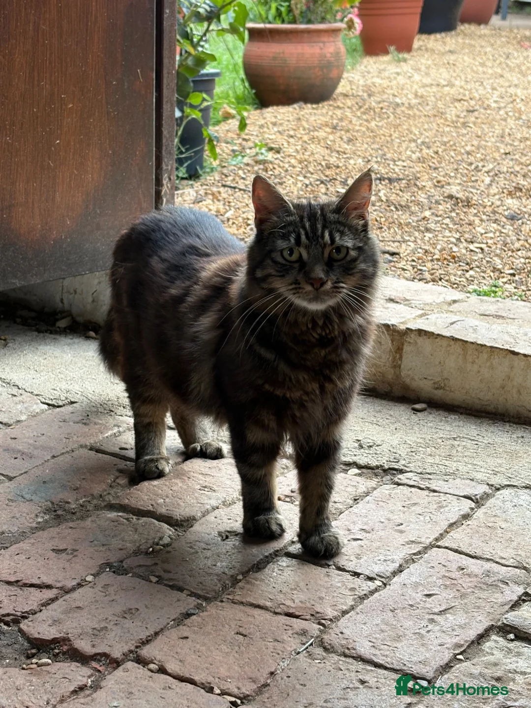 Mixed Breed cats for sale: Beautiful Tabby kittens for sale - Advert 2