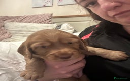 Cocker Spaniel dogs for sale: Cocker Spaniel Puppies- ready 17/12/25 - Advert 14