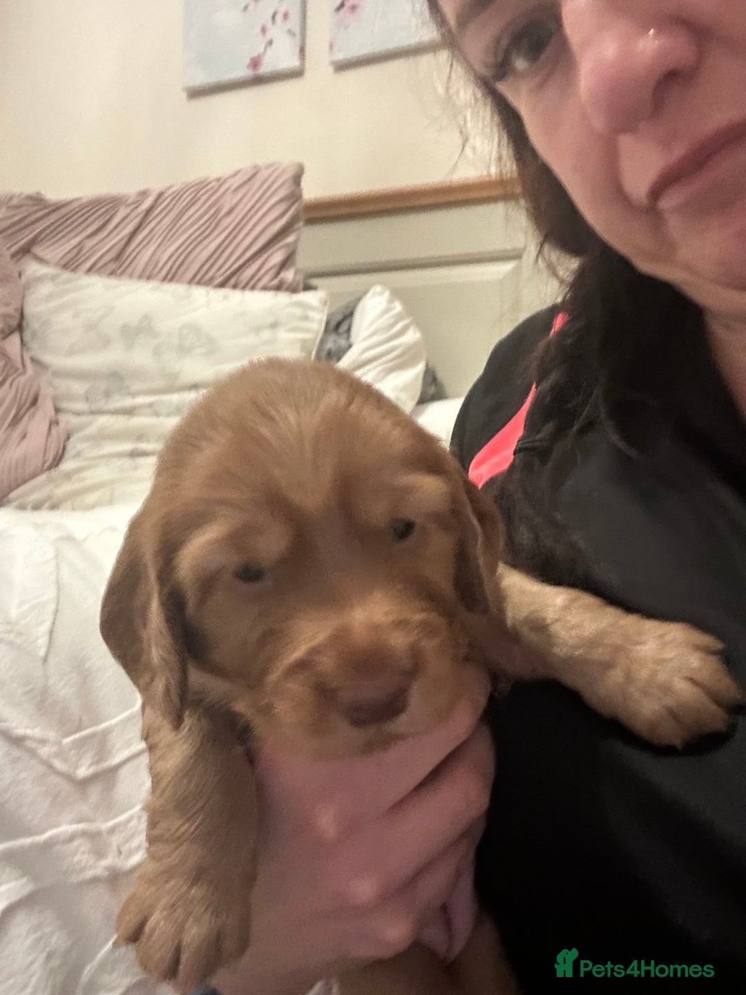 Cocker Spaniel dogs for sale: Cocker Spaniel Puppies- ready 17/12/25 - Advert 14