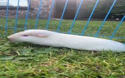 Guinea Pig rodents for sale: 2 Male Guinea Pigs - Image 1