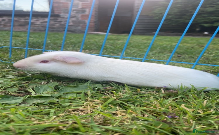Guinea Pig rodents - Advert 1