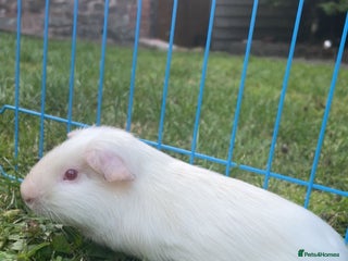 Guinea Pig rodents - Advert 23