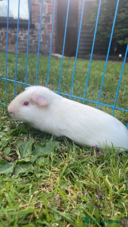 Guinea Pig rodents - Advert 2