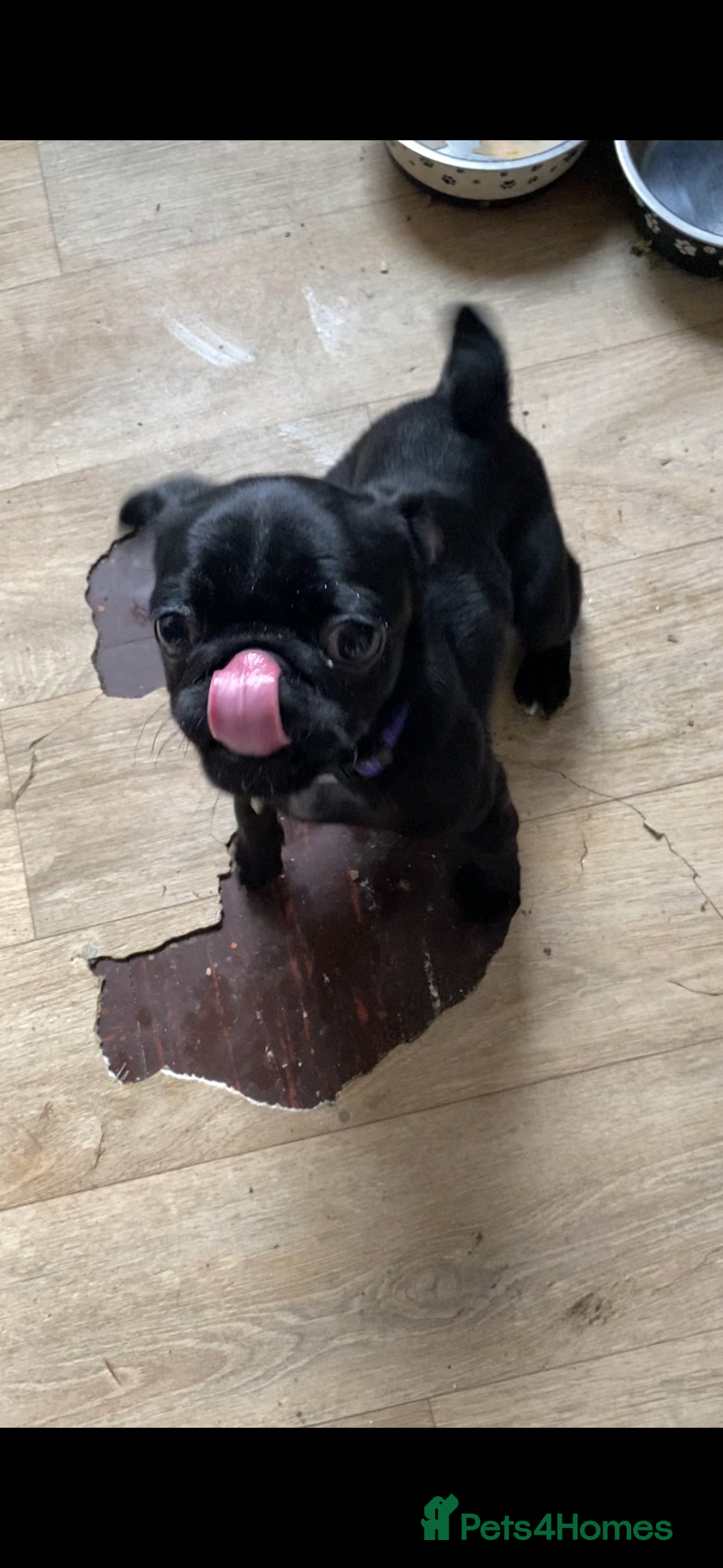 Pug dogs Pug in need of a forever home  - Advert 1