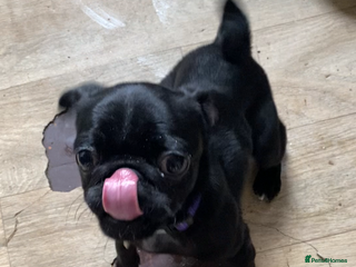 Pug dogs Pug in need of a forever home - Advert 7