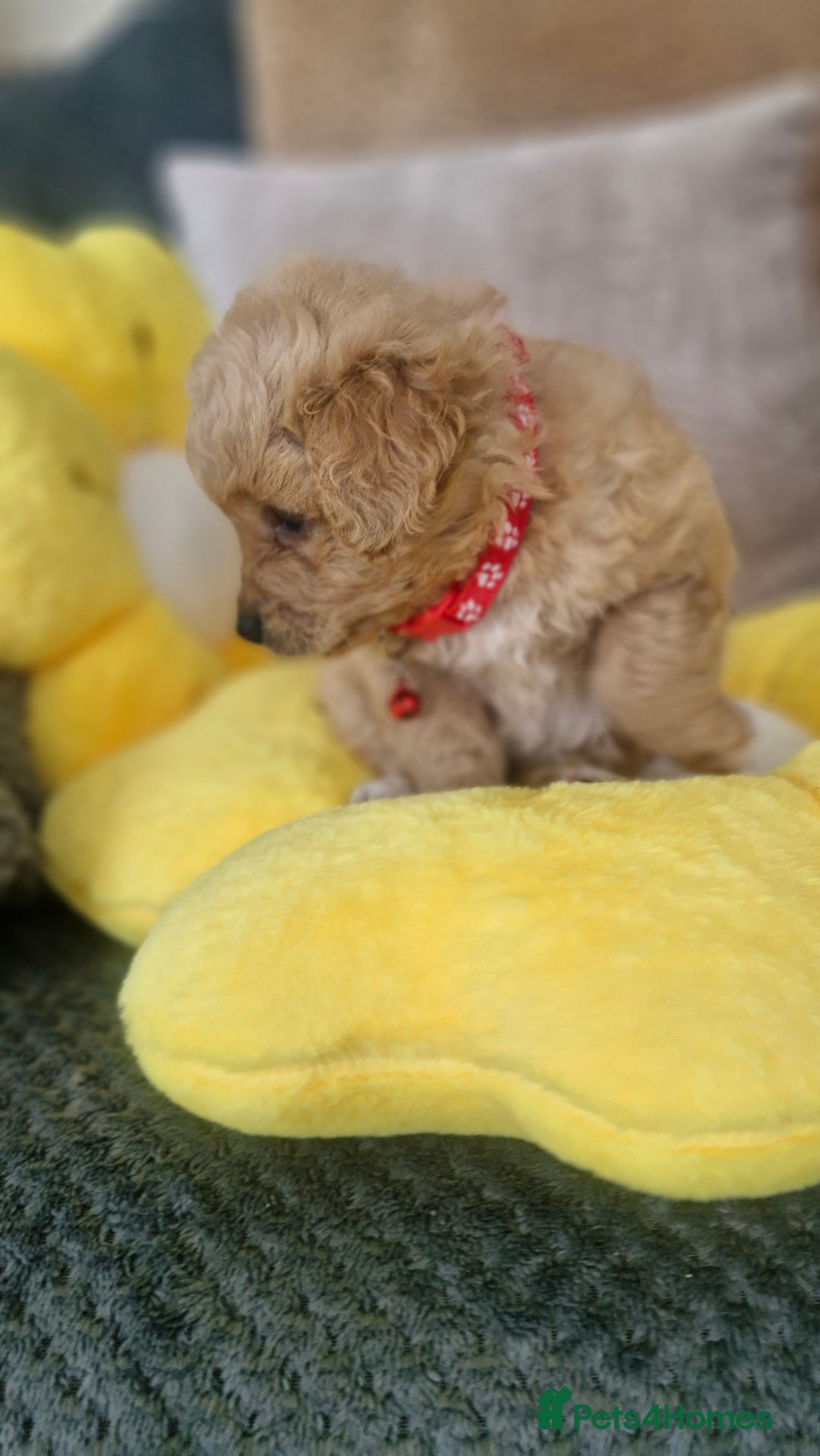 Mixed Breed dogs for sale: Maltipoo puppies  - Image 11
