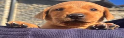 Labrador Retriever dogs for sale: Shiny Red Labrador Pups!  - Advert 30