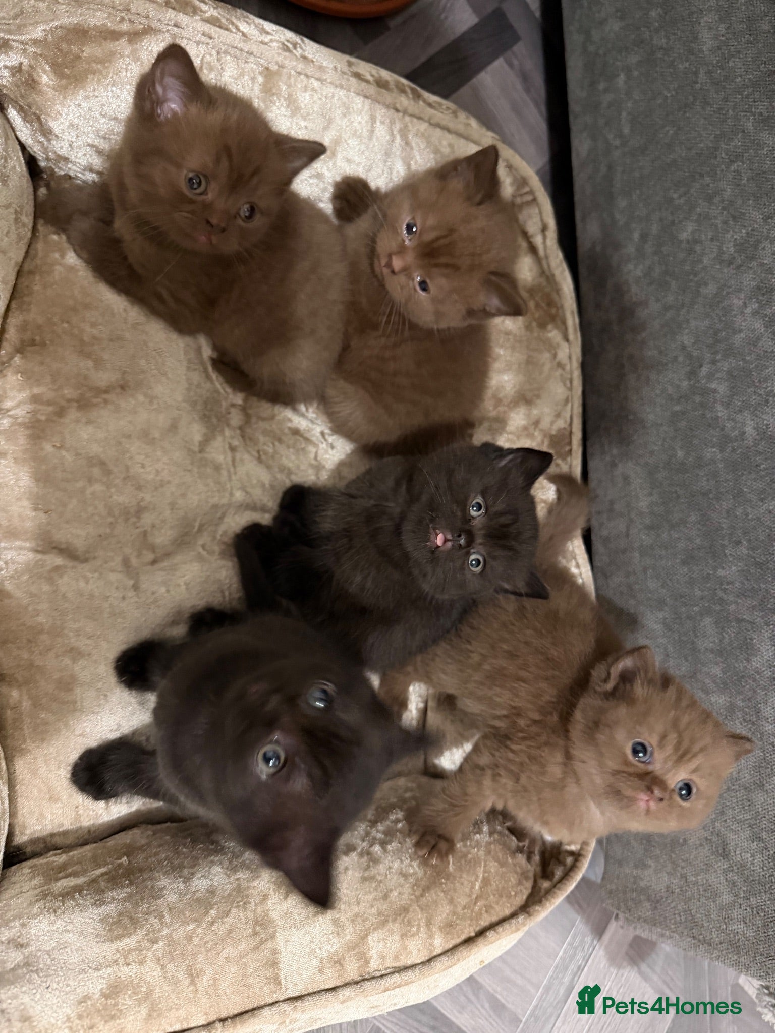 British Shorthair cats GCCF Registered Chocolate BSH kittens  - Advert 2