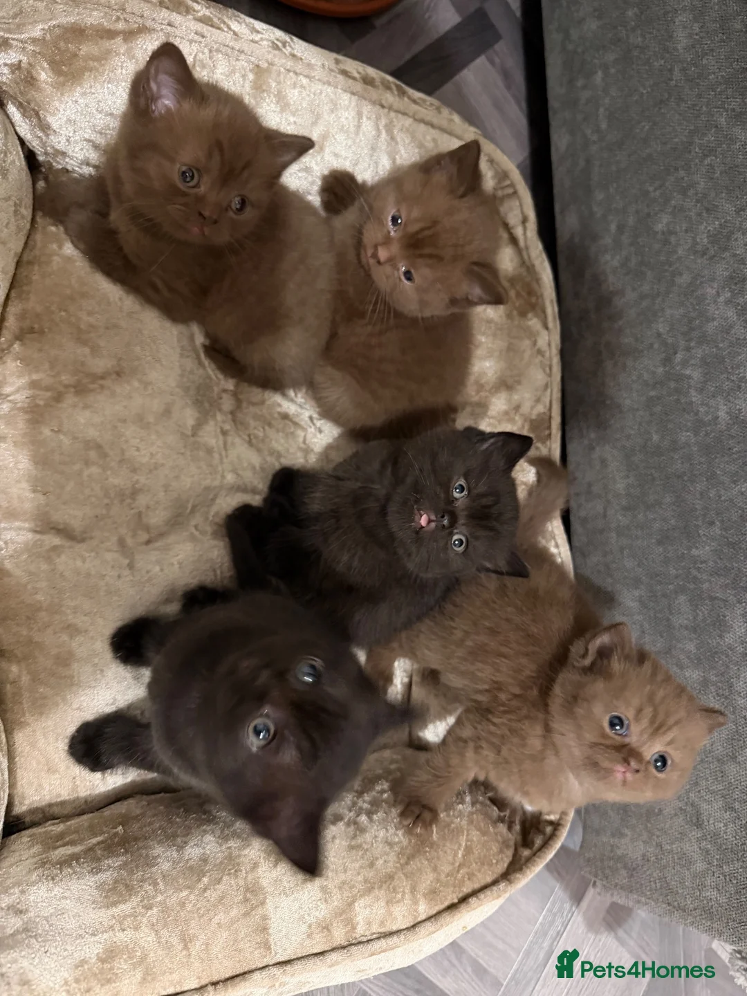 British Shorthair cats for sale: GCCF Registered Chocolate BSH kittens  - Advert 2