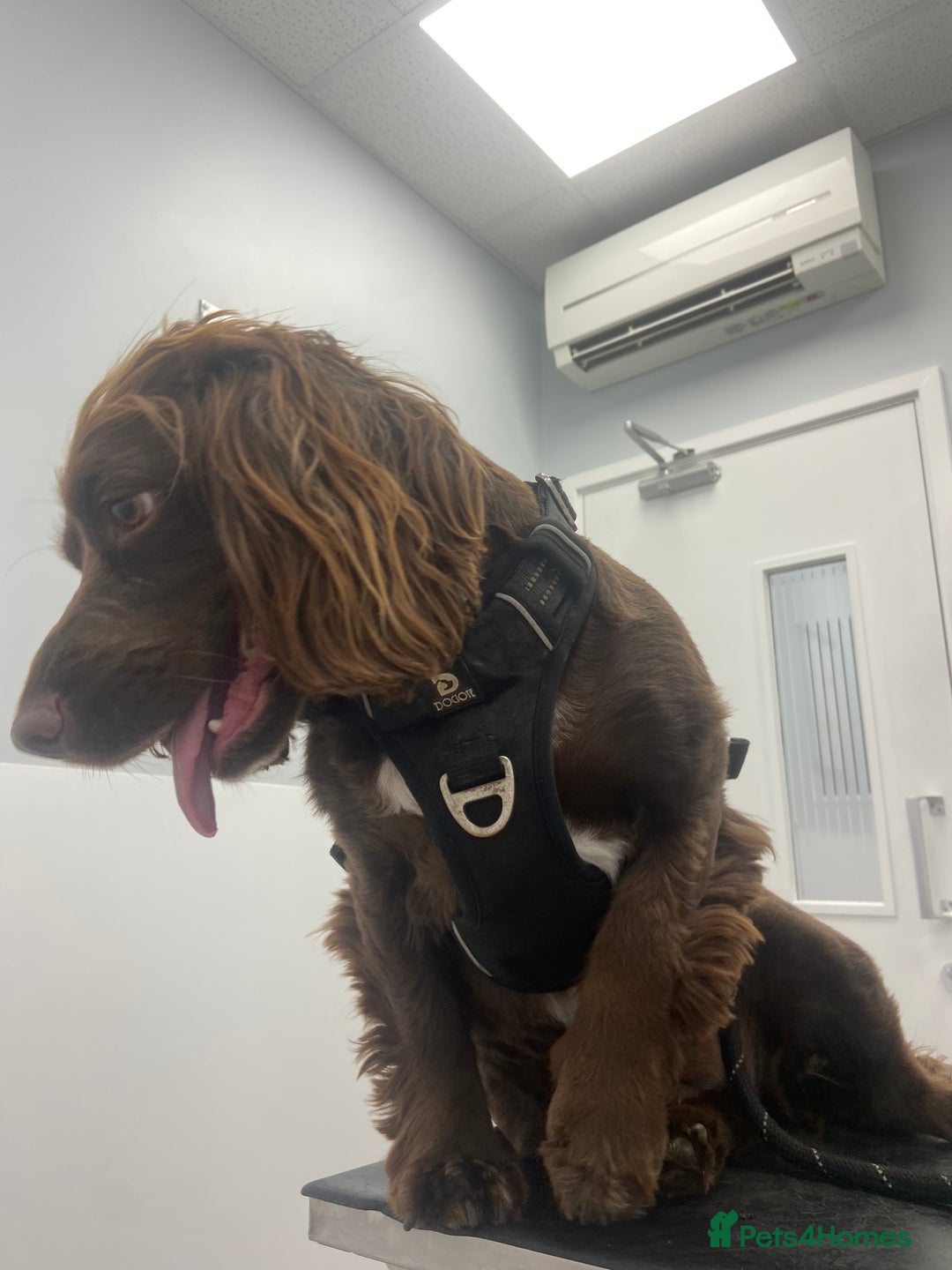 Cocker Spaniel dogs for sale: Lilah female spade cocker spaniel seeking rehoming - Advert 7