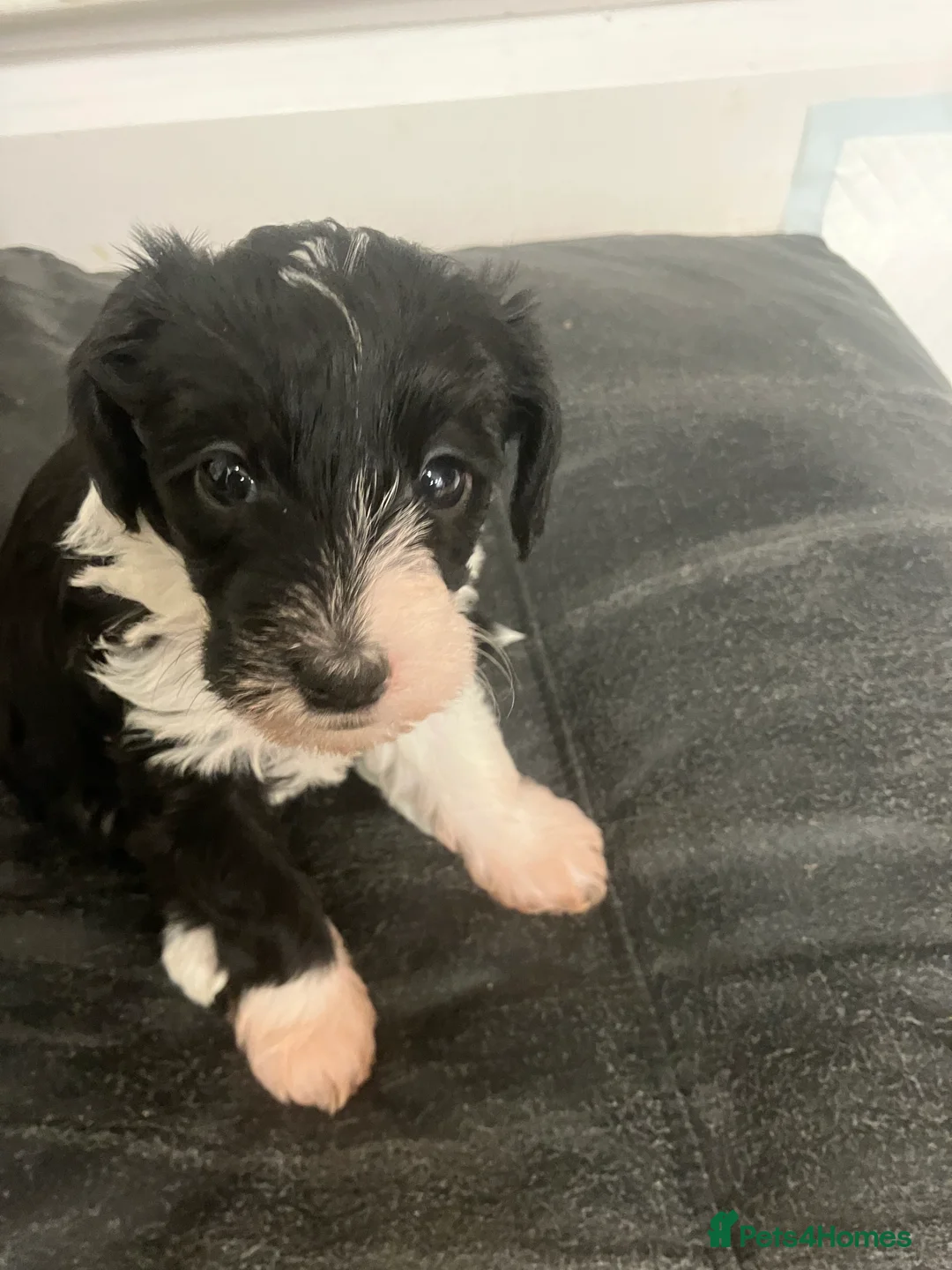 Mixed Breed dogs for sale: Cockapoo Merle f1b x Jackapoo f1b “cockajackpoo” - Advert 9
