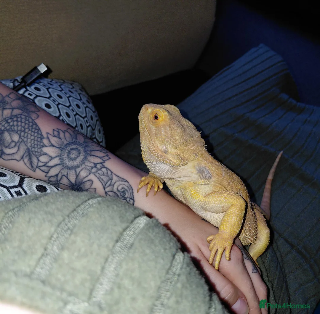 Bearded Dragon reptiles for sale: Bearded Dragon - Smaug - Advert 5