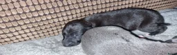 Whippet dogs for sale: Whippet puppies ready to reserve - Advert 14
