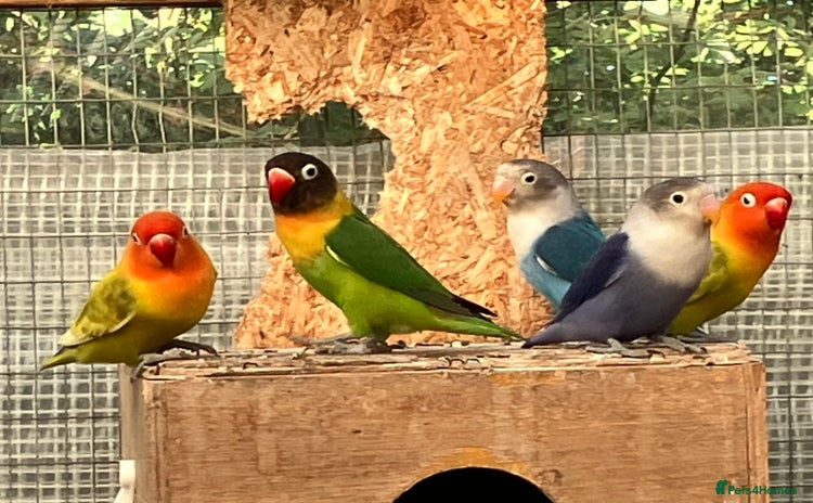 Lovebirds birds - Advert 1