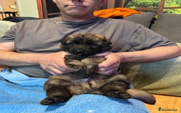 German Shepherd dogs for sale: German shepherd puppies - Image 13