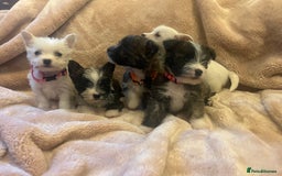 Mixed Breed dogs for sale: Westie x jack russels  - Image 2