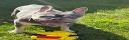 French Bulldog dogs for sale: Stunning 3rd generation French Bulldog puppies - Advert 21