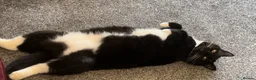 Mixed Breed cats for sale: For adoption  - Advert 4