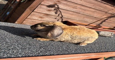 Mini Lop rabbits - Advert 6