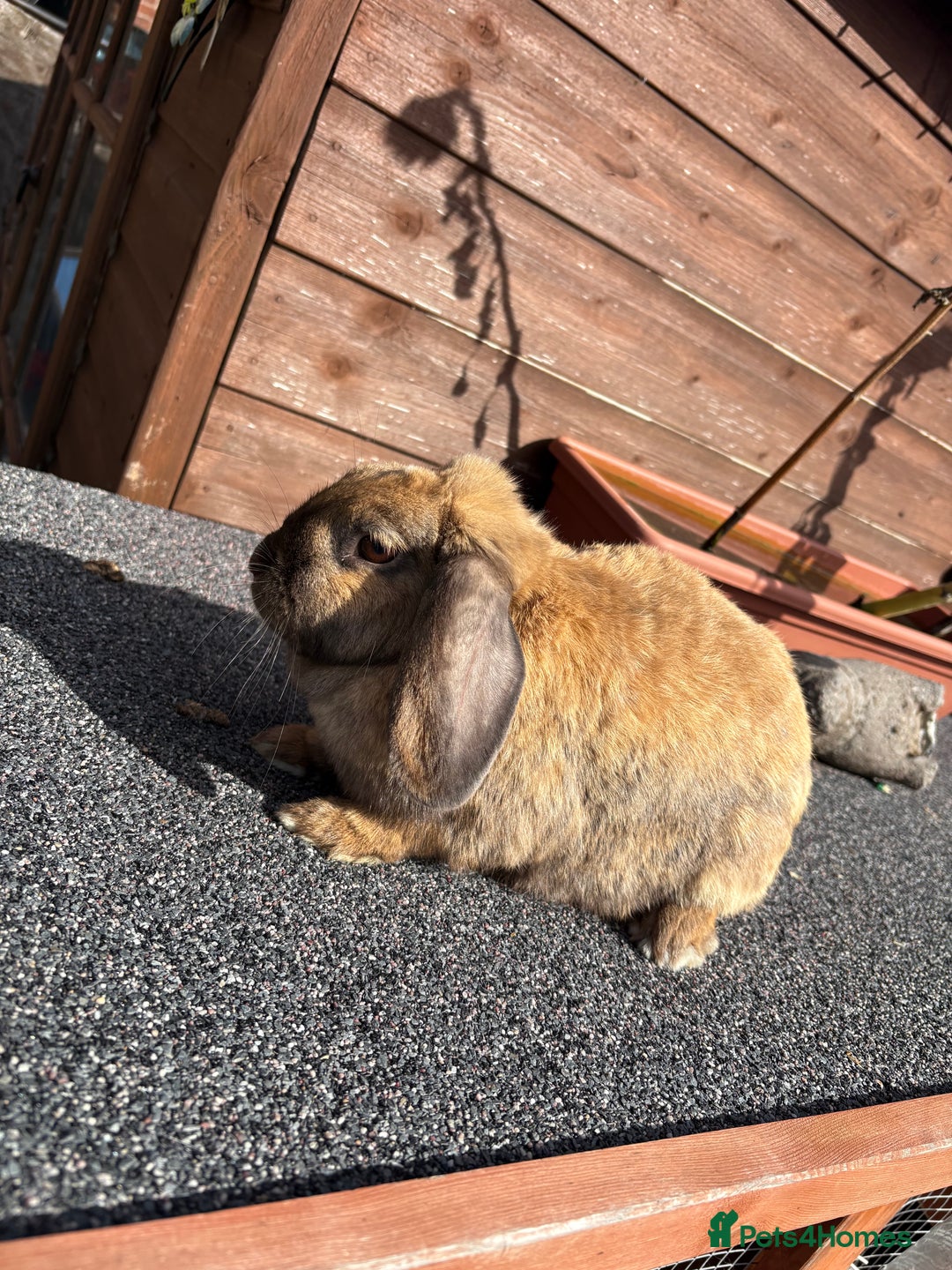 Mini Lop rabbits for sale: 2 beautiful mini lops💗 - Image 2