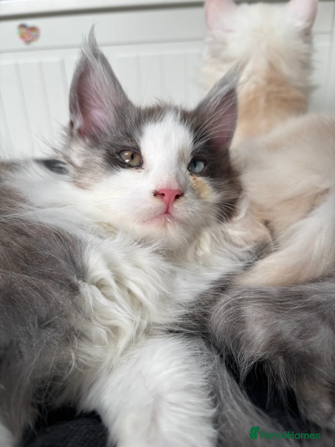 Maine Coon cats for sale: Cute Maine coon 2 boys & girl Blue eyes  - Advert 3