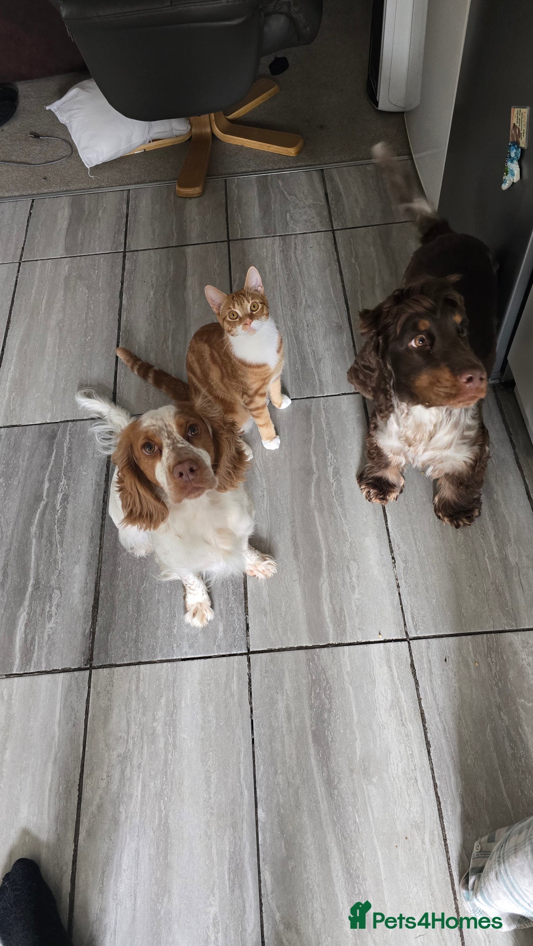 Cocker Spaniel dogs for sale: Chocolate Roan & Tan Cocker Spaniel Puppies - Advert 9