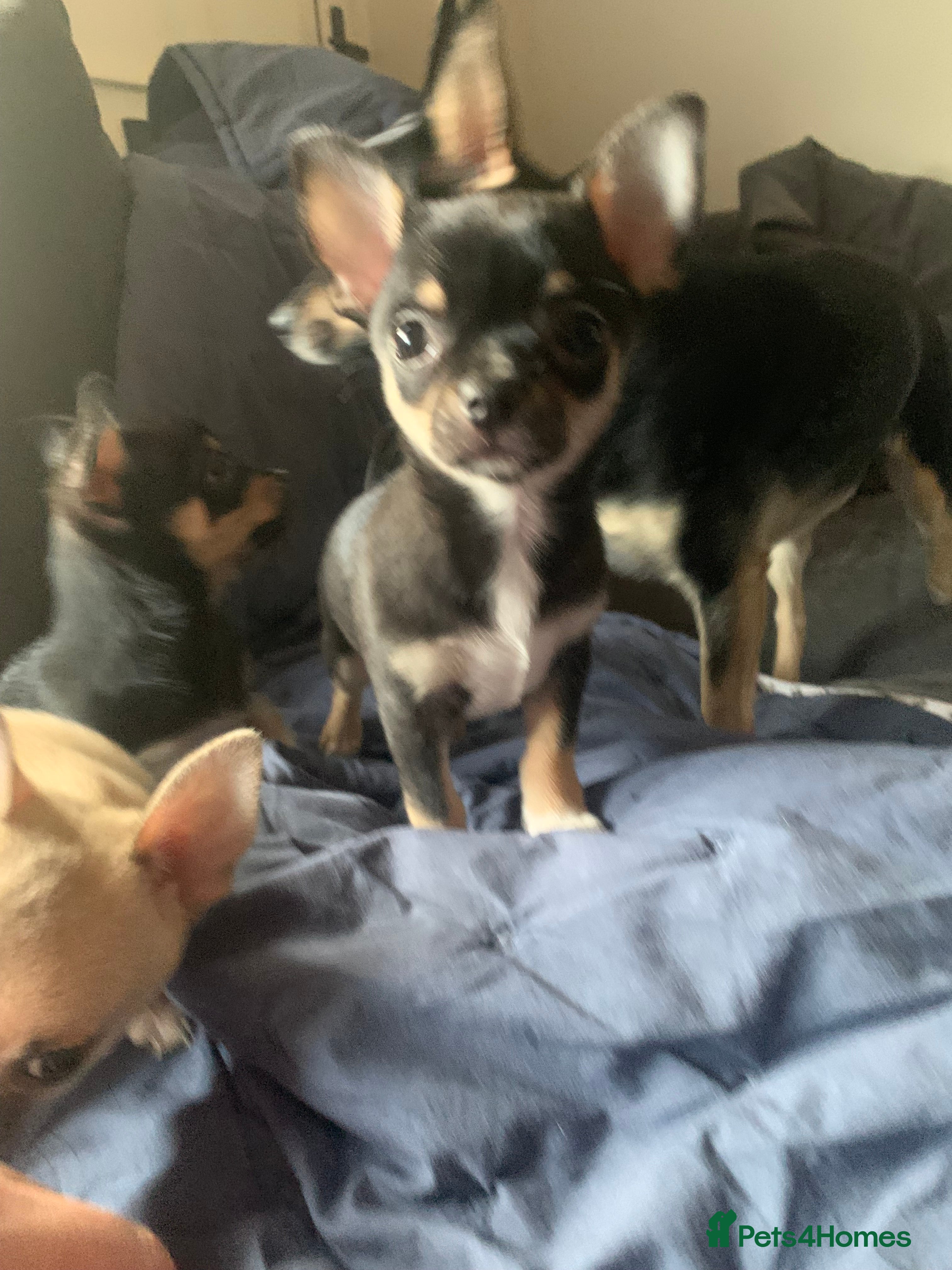 Chihuahua dogs 💛 Beautiful Chihuahua Pups – Ready NOW 💛 - Advert 7