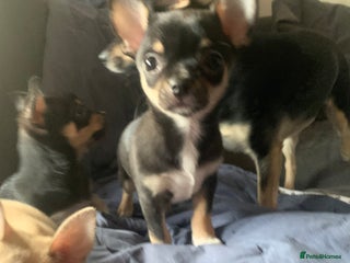 Chihuahua dogs 💛 Beautiful Chihuahua Pups – Ready NOW 💛 - Advert 7