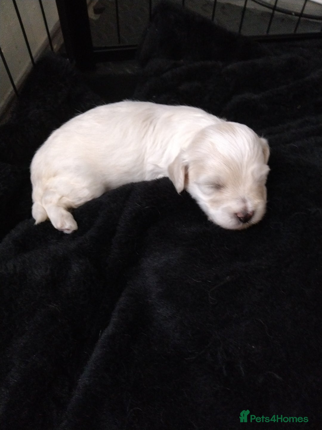 Poochon dogs for sale: Poochons  - Image 20