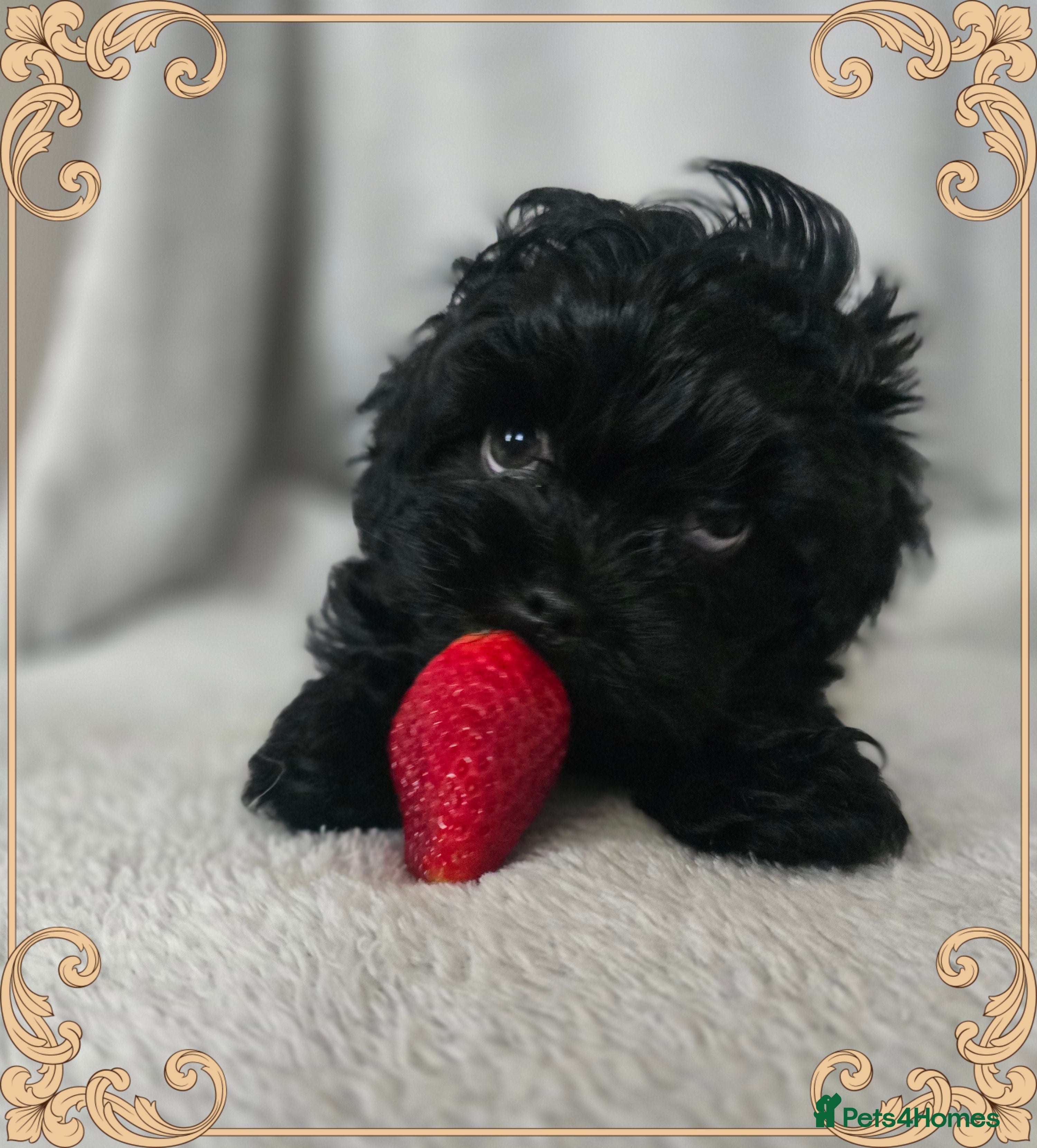 Havanese dogs Russkaya Tsvetnaya Bolonka- Rare,Devoted, Adorable - Advert 16