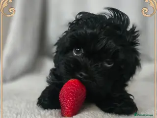 Havanese dogs Russkaya Tsvetnaya Bolonka- Rare,Devoted, Adorable - Advert 17