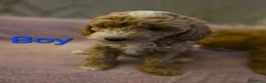 Cockapoo 1