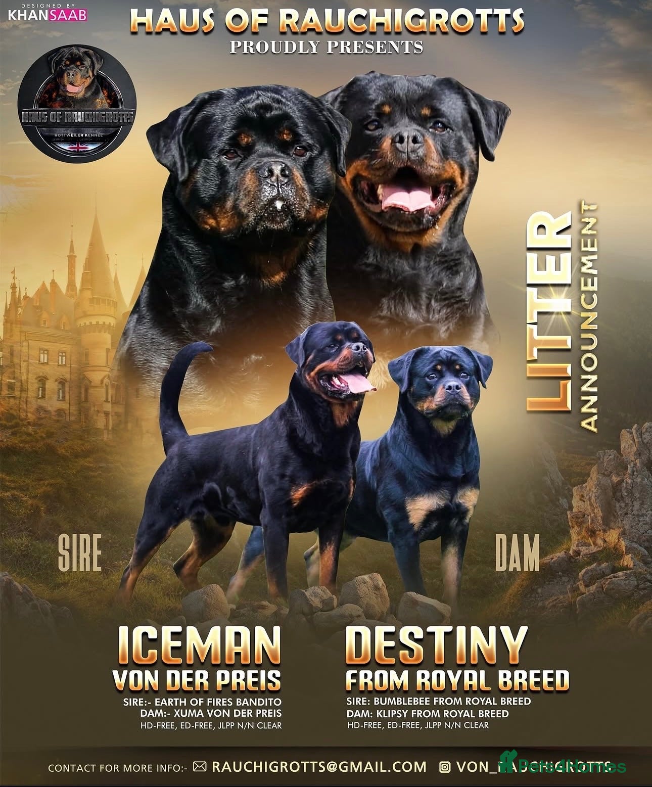Rottweiler dogs Beautiful Male Rottweiler Now Available  - Advert 1