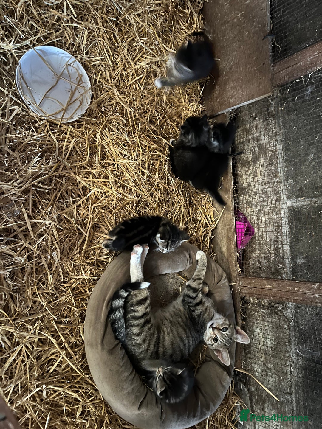 Mixed Breed cats for sale: 4 Beautiful Kittens  - Image 3