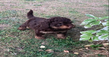 Cockapoo dogs - Advert 15